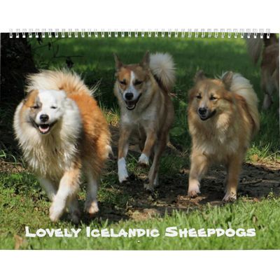 Icelandic Sheepdog 2027 Calendar