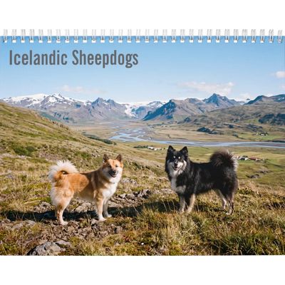 Icelandic Sheepdogs 2027 Wall Calendar