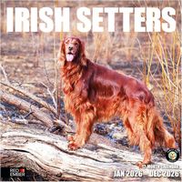 Irish Setter 2026 Calendar