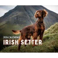 Irish Setter 2026 Calendar