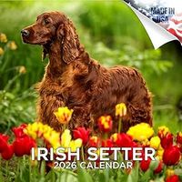 Irish Setter 2026 Calendar