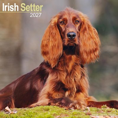 Irish Setter 2027 Calendar