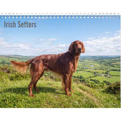 Irish Setters 2027 Calendar