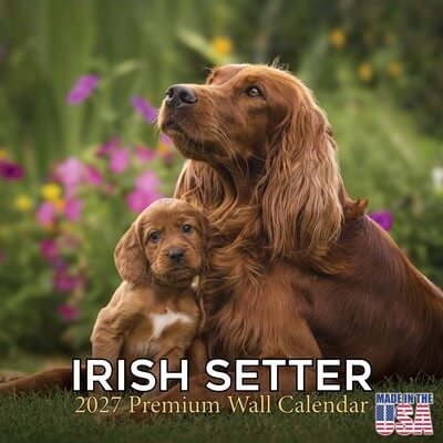 Irish Setters 2027 Calendar