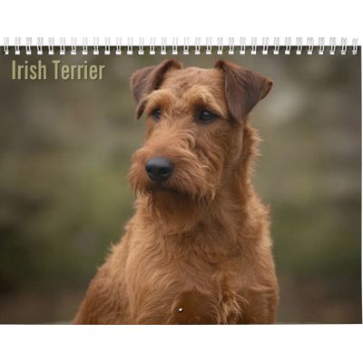 Irish Terrier 2027 Calendar