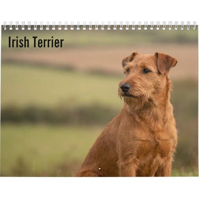 Irish Terrier 2027 Calendar