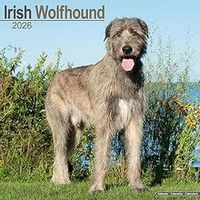 Irish Wolfhound 2026 Calendar