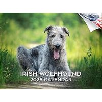Irish Wolfhounds 2026 Calendar