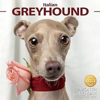 Italian Greyhound 2026 Calendar