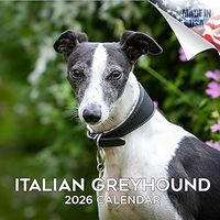 Italian Greyhound 2026 Calendar