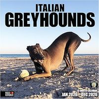 Italian Greyhound 2026 Calendar