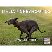 Italian Greyhound 2026 Calendar