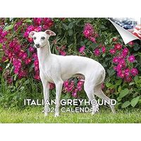Italian Greyhound 2026 Calendar