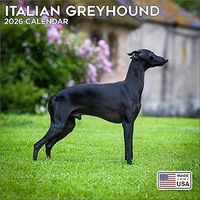 Italian Greyhound 2026 Calendar