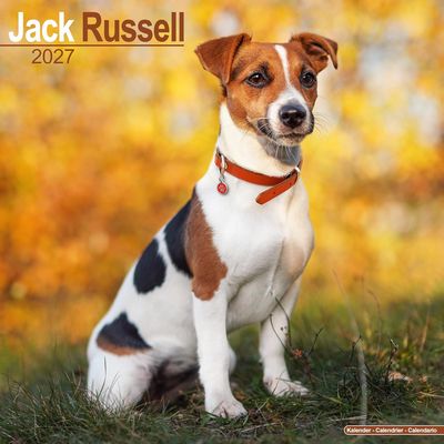 Jack Russells 2027 Calendar