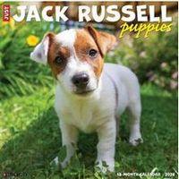 Jack Russell Puppies 2026 Calendar