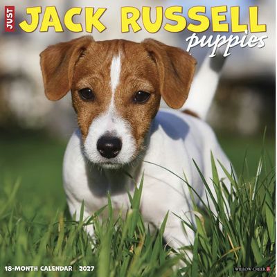 Jack Russell Puppies 2027 Wall Calendar
