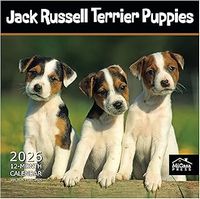 Jack Russell Puppies 2026 Calendar