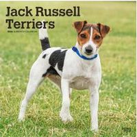 Jack Russell Terriers 2026 Calendar