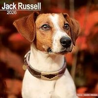 Jack Russell 2026 Calendar