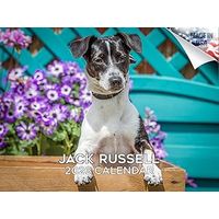 Jack Russell 2026 Calendar