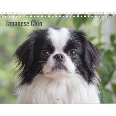 Japanese Chin 2027 Calendar