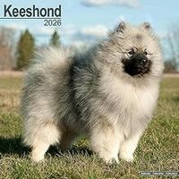 Keeshond 2026 Calendar