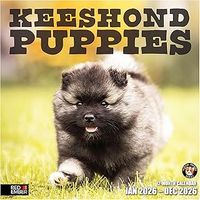 Keeshonden 2026 Calendar