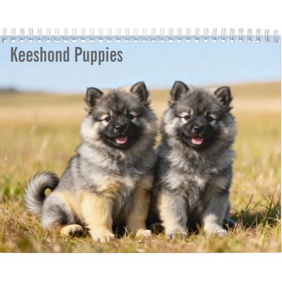 Keeshond Puppies 2027 Calendar