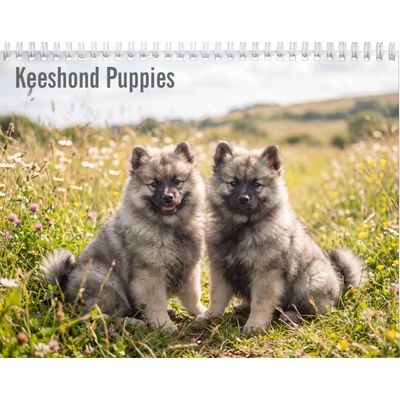 Keeshond Puppies 2027 Calendar
