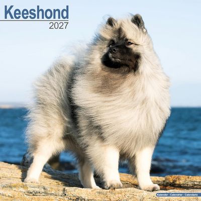 Keeshond 2027 Calendar