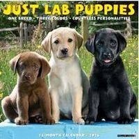 Just Lab Puppies 2026 Wall Calendar