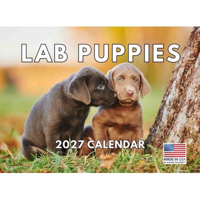 Lab Puppies 2027 Wall Calendar