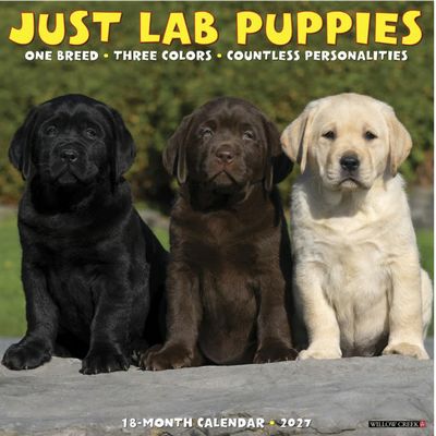 Just Lab Puppies 2027 Wall Calendar