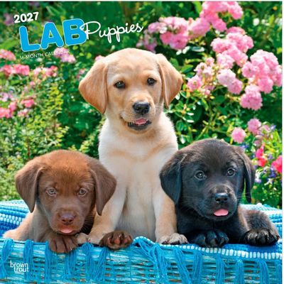 Lab Puppies 2027 Wall Calendar