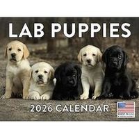 Lab Puppies 2026 Wall Calendar