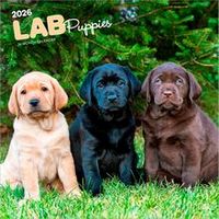 Lab Puppies 2026 Wall Calendar