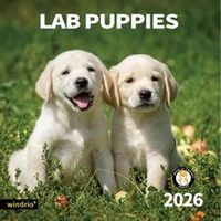 Just Lab Puppies 2026 Wall Calendar