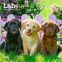 Lab Puppies 2026 Wall Calendar