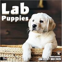 Lab Puppies 2026 Wall Calendar
