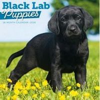 Black Lab Puppies 2026 Wall Calendar