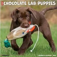 Just Chocolate Puppies 2026 Wall Calendar