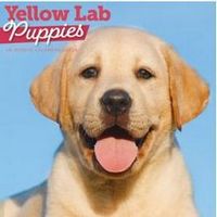 Yellow Lab Puppies 2026 Wall Calendar