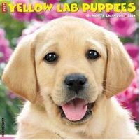 Just Yellow Lab Puppies 2026 Wall Calendar