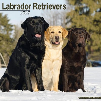 Labrador Retreivers 2027 Wall Calendar