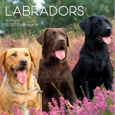 Labradors 2027 Wall Calendar