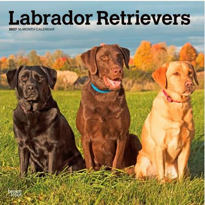 Labrador Retrievers 2027 Wall Calendar