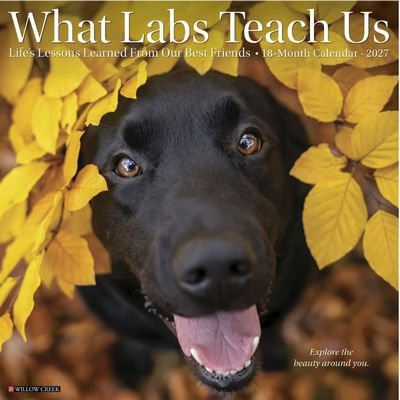 What Labs Teach Us 2027 Wall Calendar