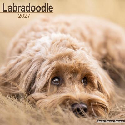 Labradoodles 2027 Calendar
