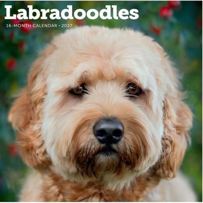 Labradoodles 2027 Calendar
